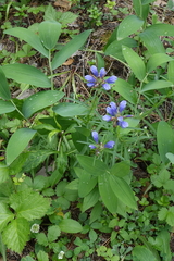 Dracocephalum ruyschiana