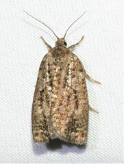 Choristoneura fumiferana