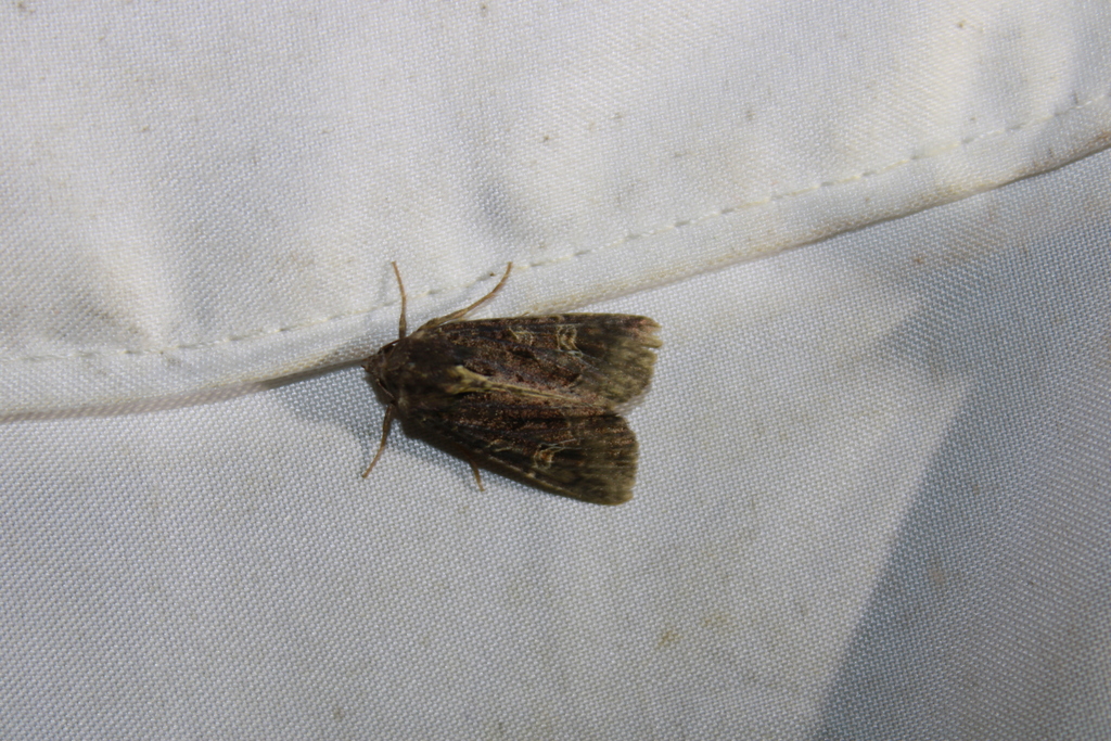 Kidney-spotted Rustic Moth