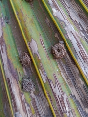 Hemisphaerota palmarum