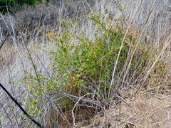 Lonicera subspicata subspicata
