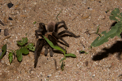 Aphonopelma chalcodes