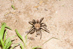 Aphonopelma chalcodes