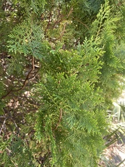 Chamaecyparis thyoides