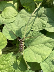 Monochamus carolinensis