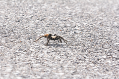 Aphonopelma chalcodes