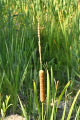 Typha domingensis