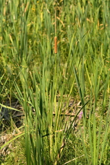 Typha domingensis