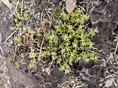 Lepidium didymum