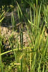 Typha domingensis