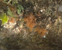 Ecteinascidia turbinata