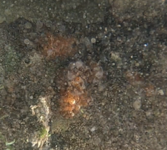 Ecteinascidia turbinata