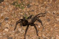 Aphonopelma chalcodes