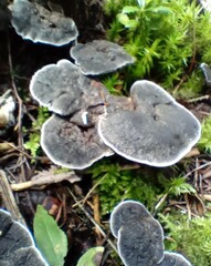 Phellodon niger