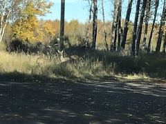 Odocoileus virginianus