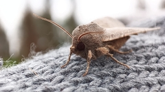 Protorthodes melanopis