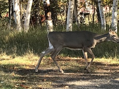 Odocoileus virginianus