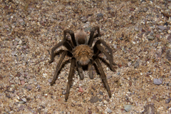 Aphonopelma chalcodes