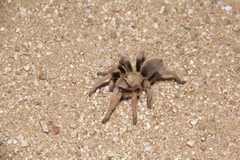Aphonopelma chalcodes