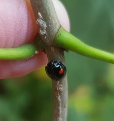 Chilocorus renipustulatus