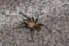 Aphonopelma chalcodes