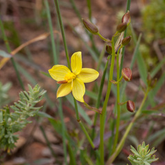 Cyanella lutea