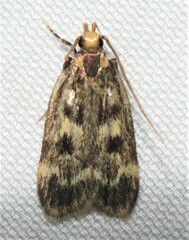 Martyringa latipennis