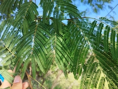 Lysiloma divaricatum