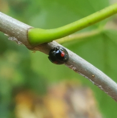 Chilocorus renipustulatus