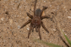 Aphonopelma chalcodes