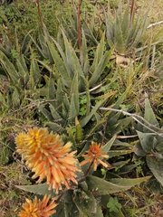 Asphodeloideae