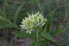 Asclepias viridis