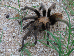 Aphonopelma chalcodes