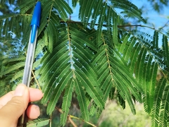 Lysiloma divaricatum