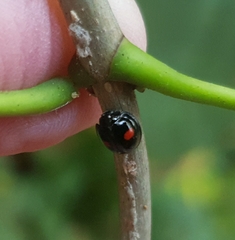 Chilocorus renipustulatus