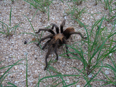 Aphonopelma chalcodes