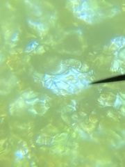 Chytridiomycota