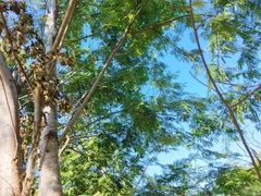 Lysiloma divaricatum