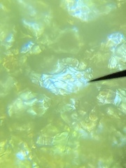 Chytridiomycota