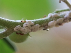 Pseudococcidae