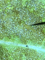 Chytridiomycota
