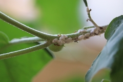 Pseudococcidae