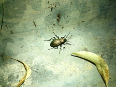 Carabus ulrichii