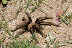 Aphonopelma chalcodes