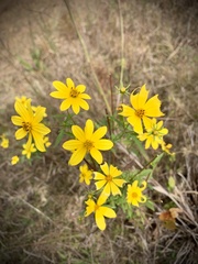 Bidens aristosa