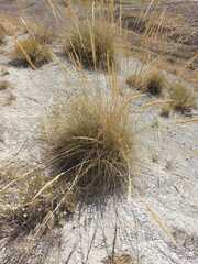 Macrochloa tenacissima