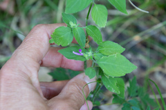 Dicliptera brachiata