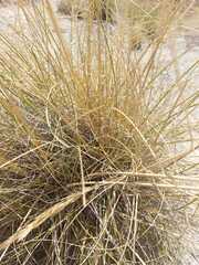 Macrochloa tenacissima