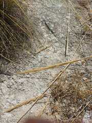 Macrochloa tenacissima