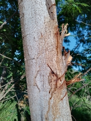 Lysiloma divaricatum